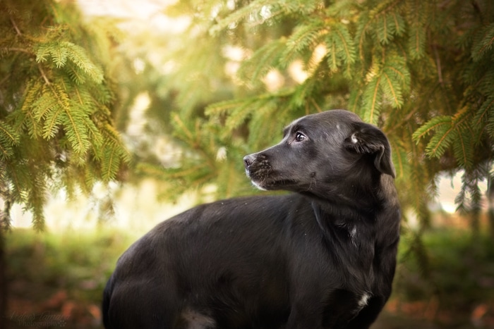 Un lindo perro negro al aire libre.