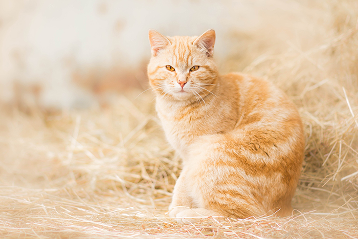 Retrato de mascota de ensueño de un gato jengibre al aire libre