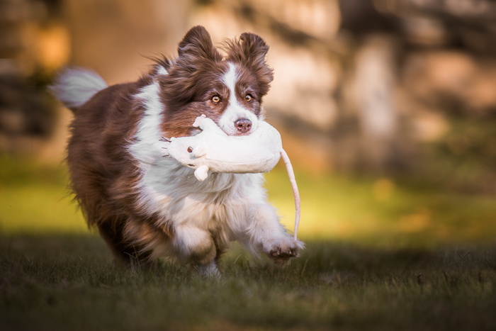 Un perro corriendo con una rata de juguete en la boca.