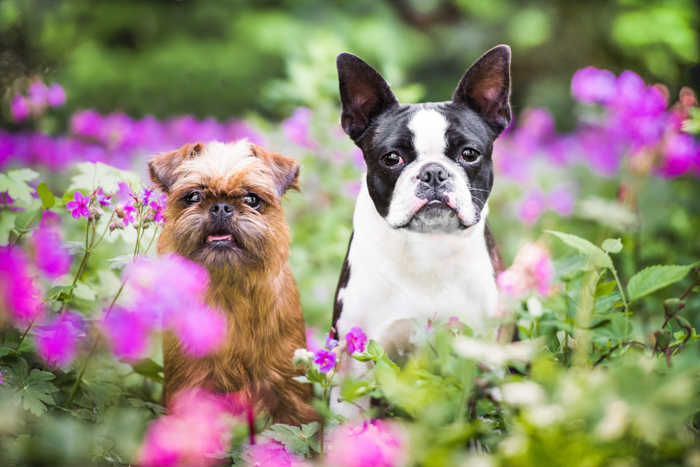 Linda fotografía de mascotas de dos perros al aire libre entre flores