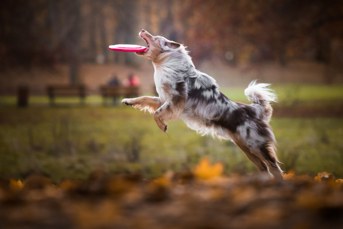 Lindo retrato de mascota de un perro blanco y negro atrapando un frisbee