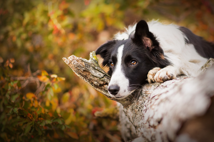 Lindo retrato de mascota de un perro blanco y negro descansando sobre un árbol