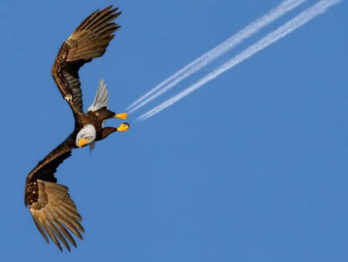 Fotos perfectamente sincronizadas de un águila volando con aviones rastros de sus pies