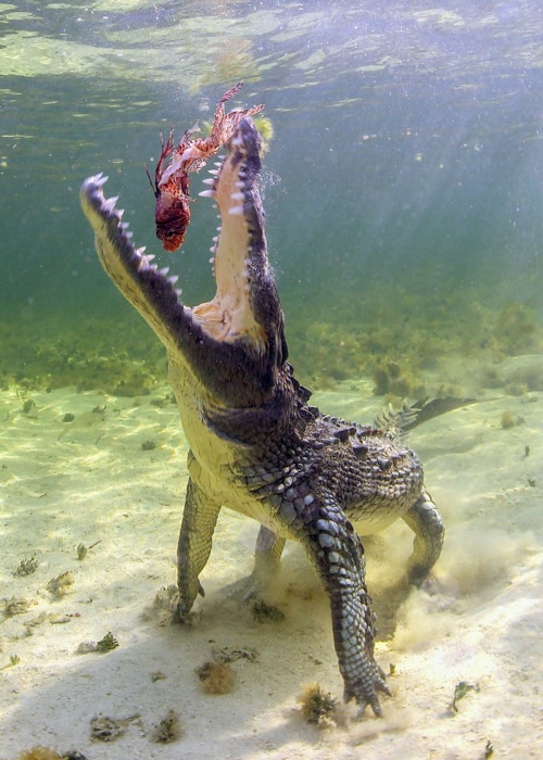 Un cocodrilo comiendo un pescado.