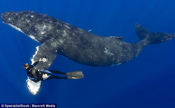 Una ballena nadando con un buzo.