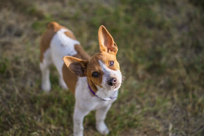 Ejemplo de perspectiva de fotografía de mascotas lindo de un perro pequeño mirando a la cámara