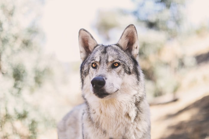 Impresionante ejemplo en perspectiva de fotografía de mascotas de un perro como un lobo mirando más allá de la cámara