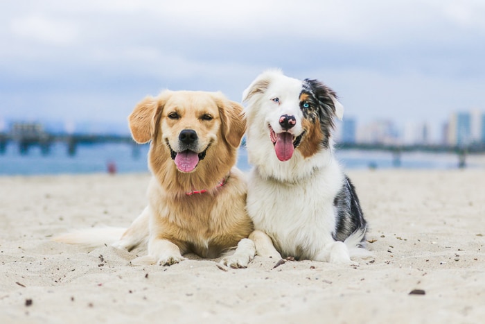 Ejemplo de perspectiva de fotografía de mascotas lindo de dos perros acostado en una playa y mirando hacia la cámara