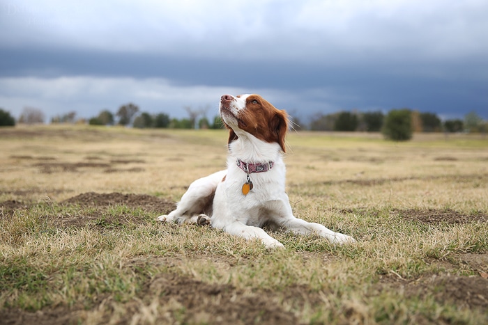 Ejemplo de perspectiva de fotografía de mascotas de un perro marrón y blanco acostado sobre el césped en un día nublado