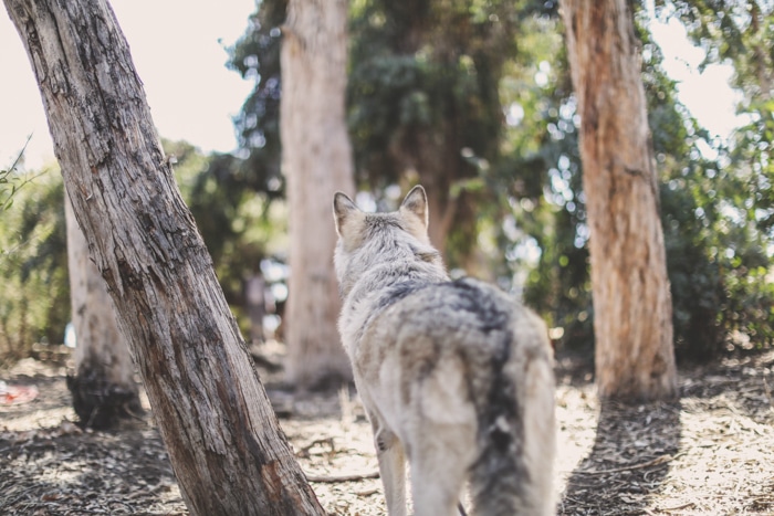 Un lobo como perro parado en un bosque mirando a otro lado de la cámara - perspectiva de la foto de la mascota