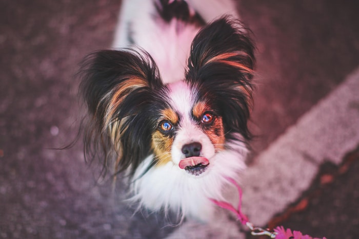 Ejemplo de perspectiva de fotografía de mascotas lindo de un perro pequeño mirando a la cámara