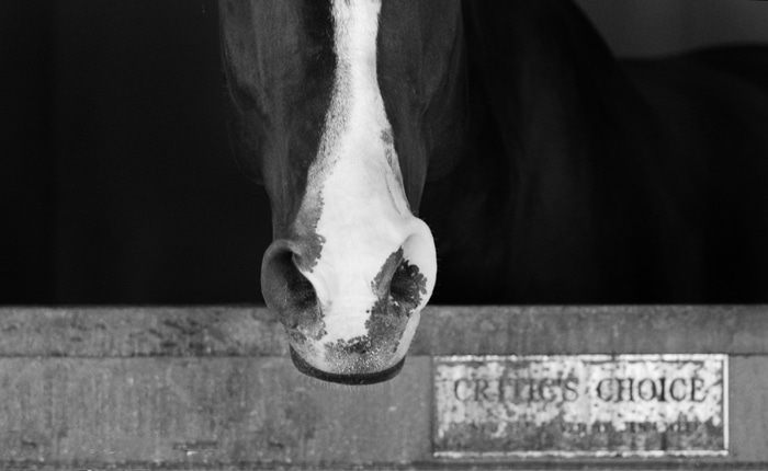 Retrato en blanco y negro de un caballo en busca de la puerta de un establo