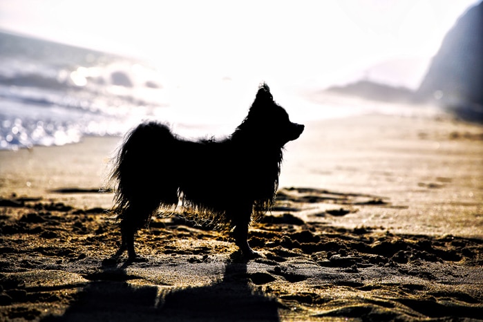 La silueta de un perro pequeño en una playa