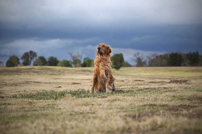 Un perro marrón sentado en el campo mirando a otro lado de la cámara - perspectiva de la foto de la mascota