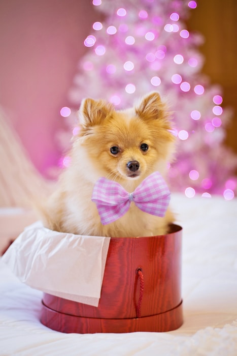 Linda foto de mascota de vacaciones de un perro sentado en una caja de regalo de Navidad
