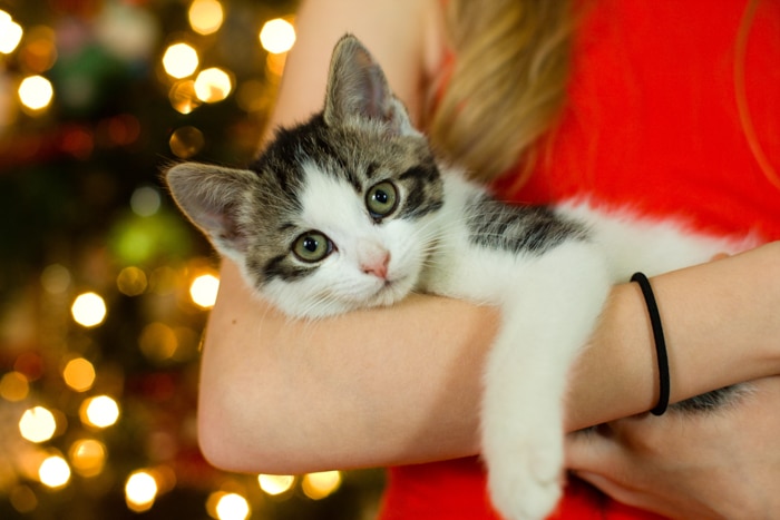 Una linda foto de vacaciones de gato junto al árbol de navidad.