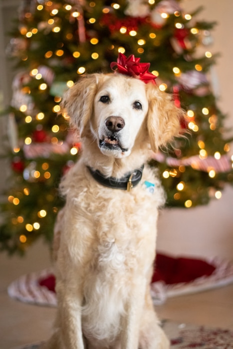 Retrato de mascota de Navidad de un lindo perro con una cinta de regalo en la cabeza