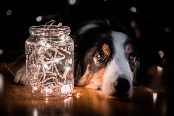 Fotos navideñas de un perro collie posado junto a las luces navideñas
