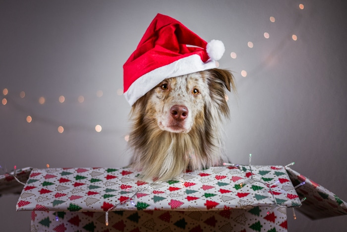 Retrato de mascota de Navidad de un lindo perro con un gorro de Papá Noel