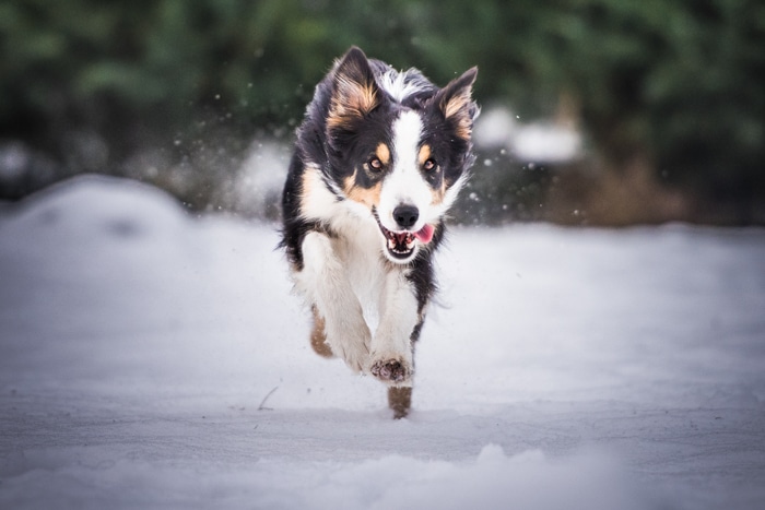 Retrato de mascota de vacaciones de un lindo perro corriendo en la nieve.