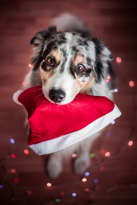 Foto de mascota de Navidad de un lindo perro sosteniendo un gorro de Papá Noel en la boca