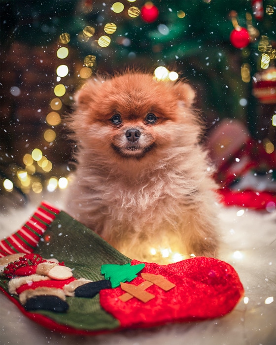 Fotos de mascotas de vacaciones de un perro esponjoso frente al árbol de navidad