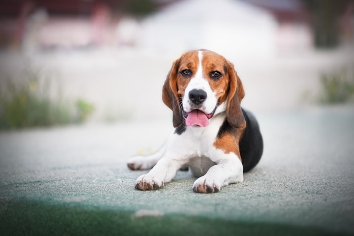 Un lindo cachorro beagle