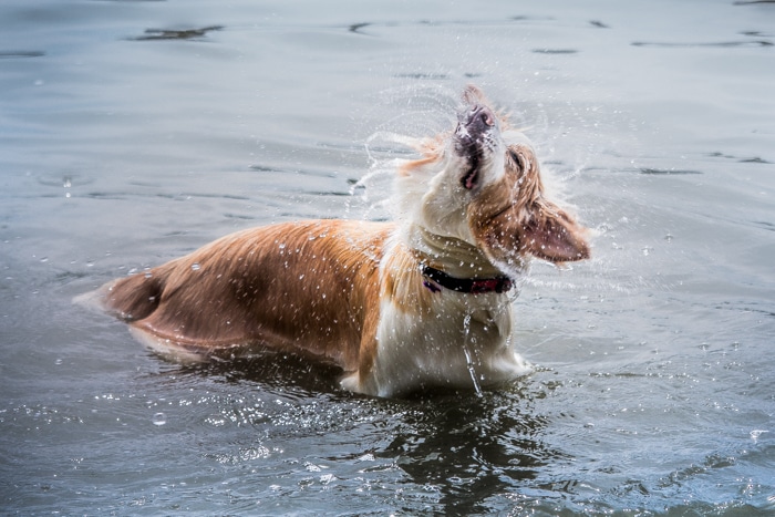 Retrato de mascota de un lindo perro en el agua