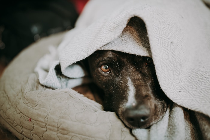 Retrato de mascota de un lindo perro envuelto en una toalla