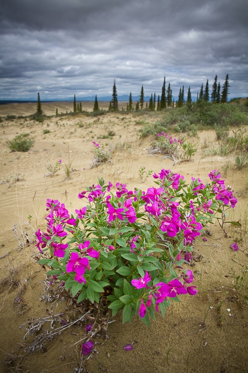Ejemplo de medición evaluativa en exposición de fotografía de paisaje con nubes densas sobre una flor vibrante del desierto