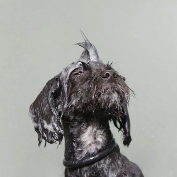 Un lindo perro gris con el pelo mojado sobre un fondo gris por Sophie Gamand