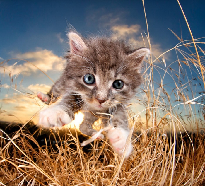 Un lindo gatito saltando hacia la cámara por Seth Casteel