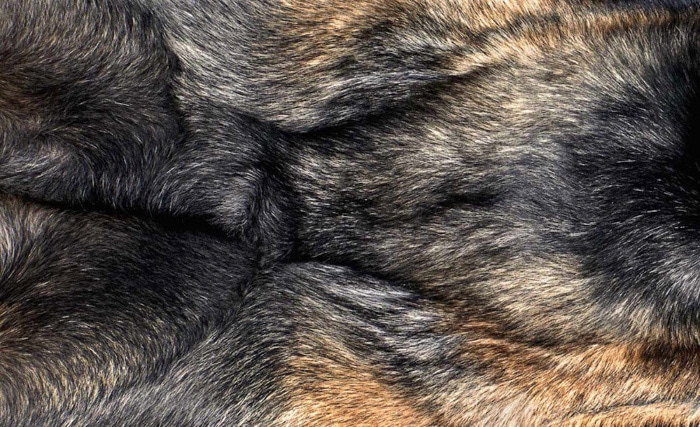 Una foto de cerca de la piel de los perros por Shaina Fishman Photography