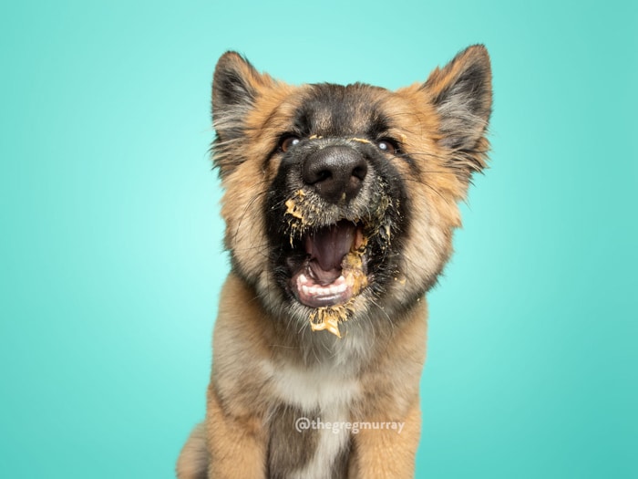Retrato de un cachorro con mantequilla de maní en su cara