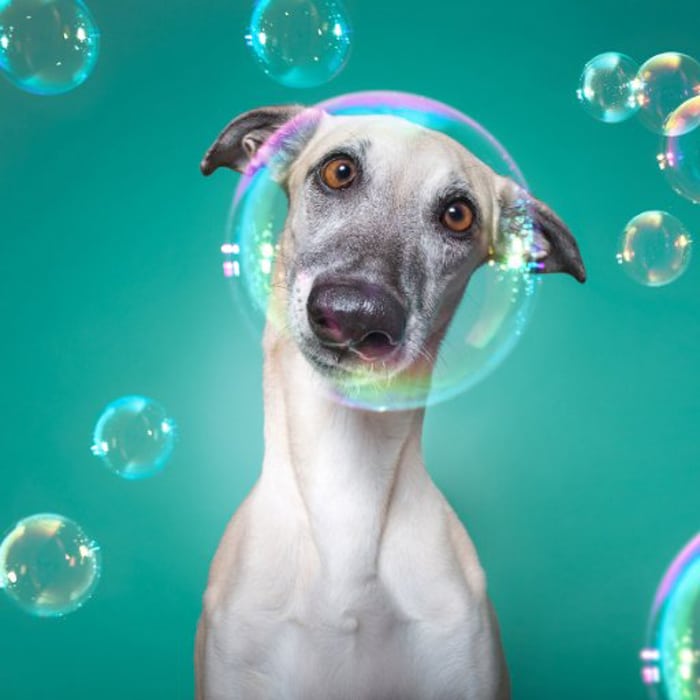 Un primer plano de un perro rodeado de burbujas
