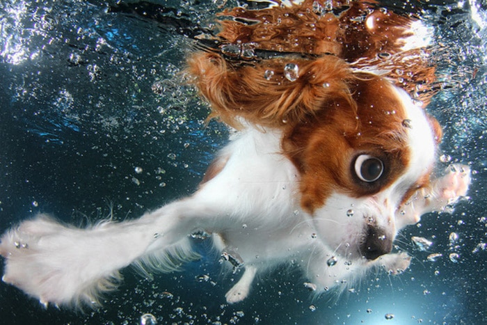 Increíble retrato submarino de un lindo perro nadando por Seth Casteel