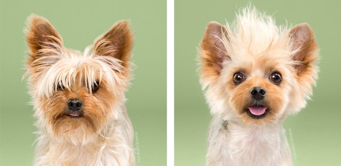 Lindo díptico de perros pequeños antes y después del maquillaje por Grace Chon Photography.  Las mejores ideas para fotografía de mascotas