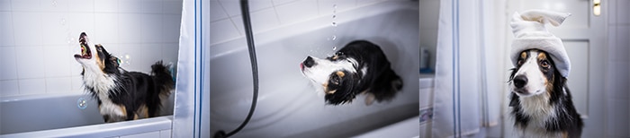 Un tríptico de un perro collie bañándose