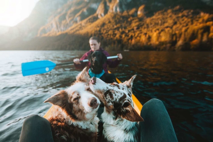 Dos perros en un kayak.