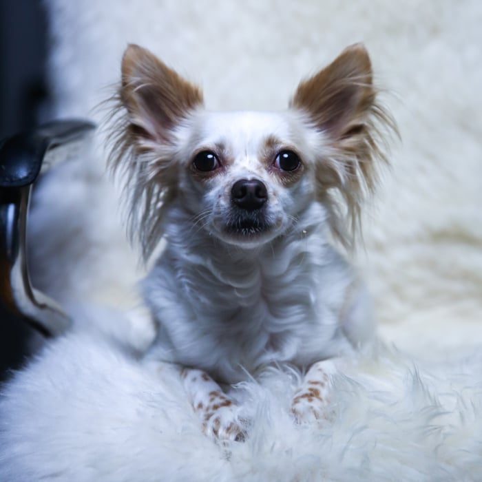Un pequeño plumón blanco y marrón sentado en una silla mullida frente a la cámara, iluminación de retratos de mascotas.