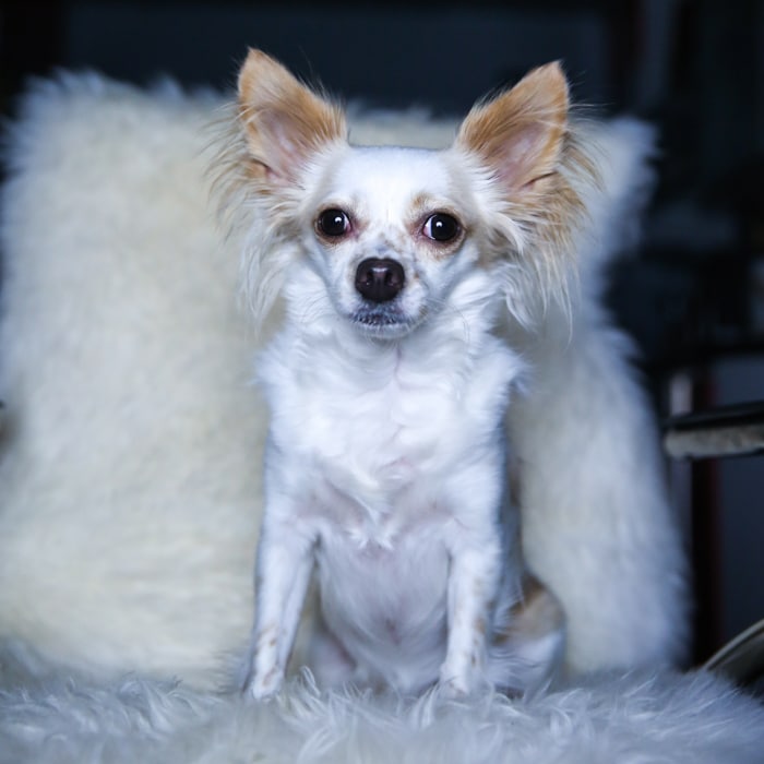 Un pequeño plumón blanco y marrón sentado en posición vertical en una silla blanca y esponjosa: una luz configurada para retratos de mascotas