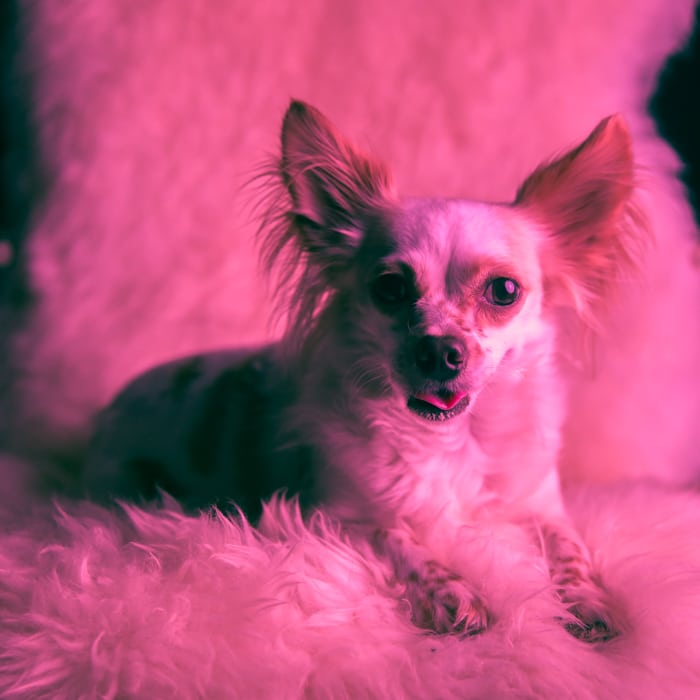 Un retrato en tonos rosa de un perrito sentado en una silla mullida