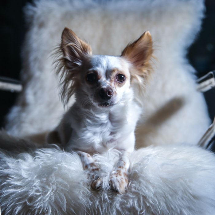 Un pequeño perro marrón y blanco sentado en una silla mullida, consejos de iluminación para la fotografía de mascotas.