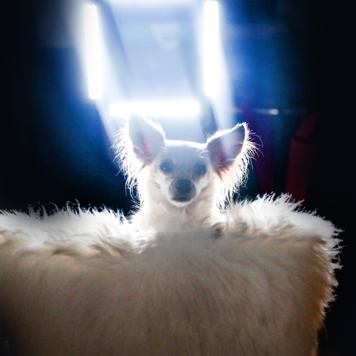 Un perrito sentado en una silla mullida, luz intensa desde atrás: iluminación de retratos de mascotas.