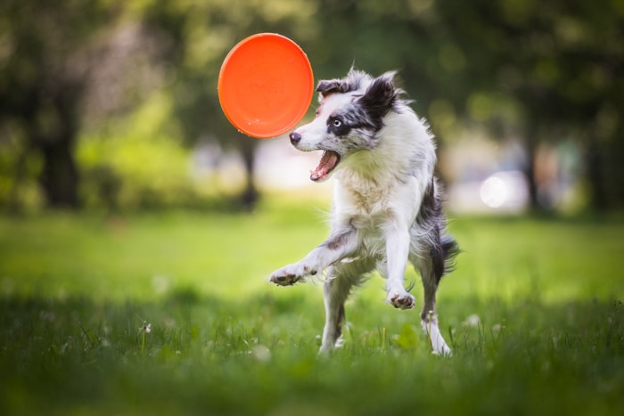 Toma de acción de un cachorro de border collie persiguiendo frisbee