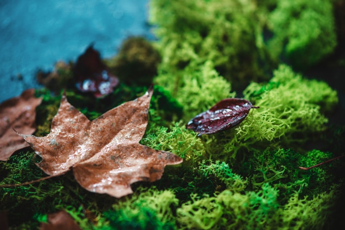 Hojas de otoño sobre un musgo verde con primer plano de textura de hoja de arce.  De temática otoñal.