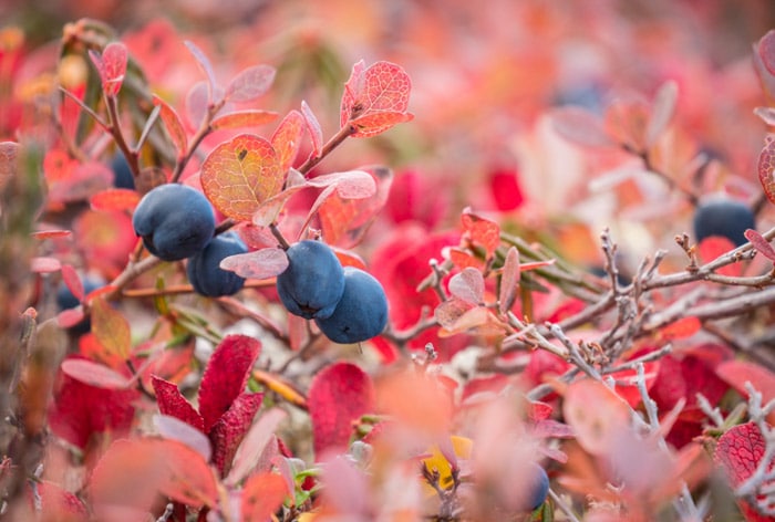 Una lucious macro shot de hojas de otoño rosadas con bayas azules
