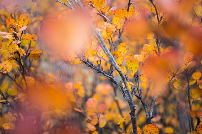 Fotografía macro de otoño de naranja y hojas de lectura en Kongakut Alaska
