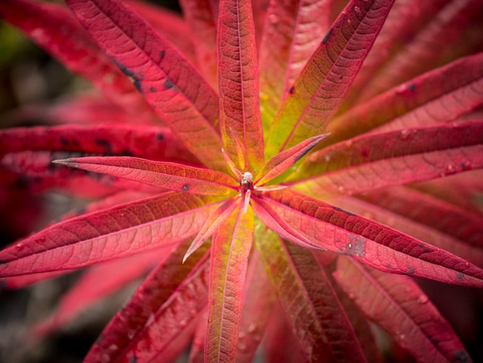 Una toma de fotografía macro del centro de una planta de otoño rosa: cómo tomar fotografías de otoño