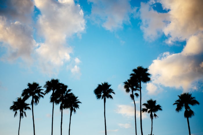 silueta de palmeras contra el cielo azul brillante nublado